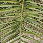 Phoenix reclinata Leaf