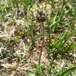 Plantago atrata Flower