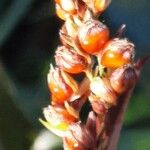 Sorghum halepense Fruit