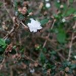 Serissa japonica Flor