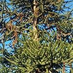 Araucaria araucana Habit