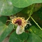 Aristolochia fimbriata