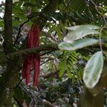 Amherstia nobilis Лист