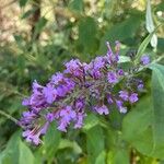 Buddleja japonicaফুল