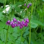 Primula matthioli Flower