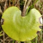 Adiantum reniforme Лист