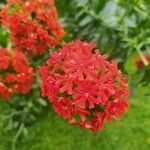 Lychnis chalcedonica Flower