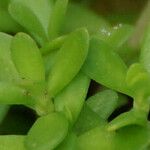 Bacopa monnieri Leaf