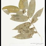 Tabernaemontana rupicola 葉