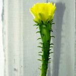 Opuntia ficus-indica Лист