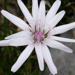 Scorzonera purpurea Flower