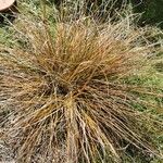 Carex testacea Lapas