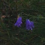 Campanula rotundifoliaCvet