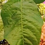 Bougainvillea spectabilis Leaf