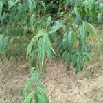 Prunus serrula Hoja