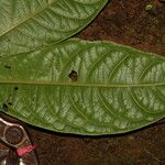 Eumachia obanensis Leaf
