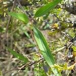 Clematis campestris Hoja