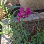 Antirrhinum australeFlower