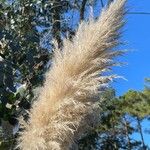 Cortaderia selloana (Fleur)
