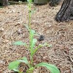 Lactuca virosa Vekstform