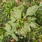 Amaranthus blitum Habitus