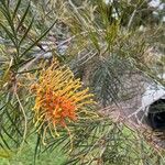 Grevillea pteridifolia 花