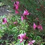 Gaura lindheimeri Blüte