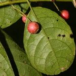 Siparuna thecaphora Fruit