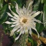 Praecereus saxicola 花