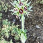 Trifolium stellatum Fruit