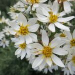 Chiliotrichum diffusum Fleur