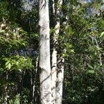 Elaeocarpus leratii Bark