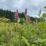 Spiraea douglasiiBlomma