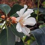 Rhododendron maddenii Flower