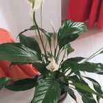Spathiphyllum wallisii Flower