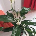 Spathiphyllum wallisii Flor