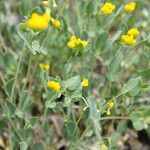 Coronilla scorpioides Flower