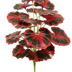 Begonia rexList