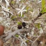 Feretia apodanthera Fruit