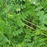 Coronilla varia Blatt