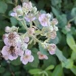 Rubus armeniacus Λουλούδι