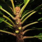 Chromolucuma congestifolia 叶