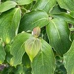 Cornus kousa برگ