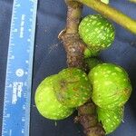 Ficus macbridei Vrucht