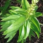 Lilium henryi Hoja