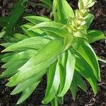 Lilium henryi Leaf