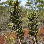 Pancheria hirsuta Hábito