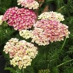 Achillea distans Otro