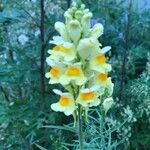 Linaria vulgarisFlower