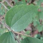 Philadelphus pubescens Hoja